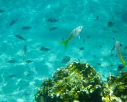 The eastern side of the island fronts a coral basin where you can see marine life including manatee, rays, and several other fishes The eastern side of the island fronts a coral basin where you can see marine life including manatee, rays, and several other fishes.